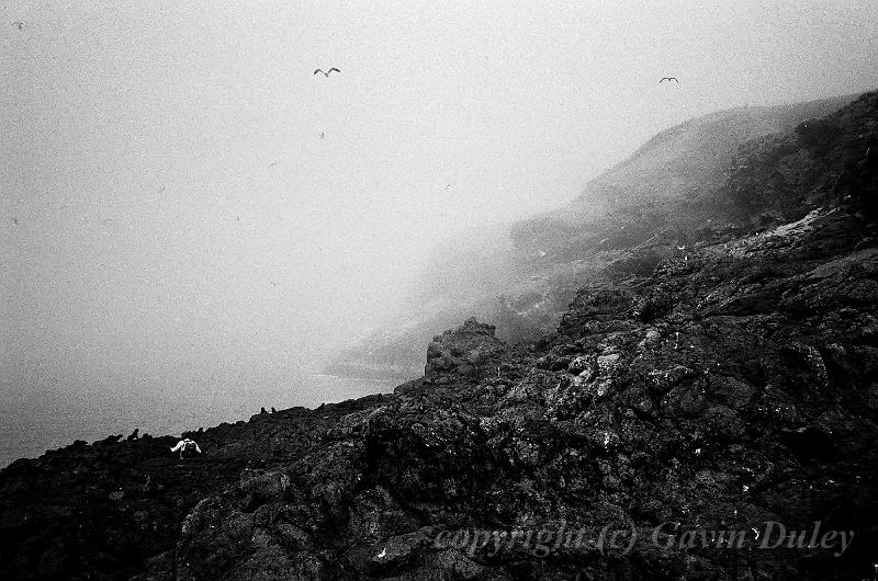 Sea Fog, Penguin Beach, Dunedin 00570014.JPG - Kodak TriX 400 film